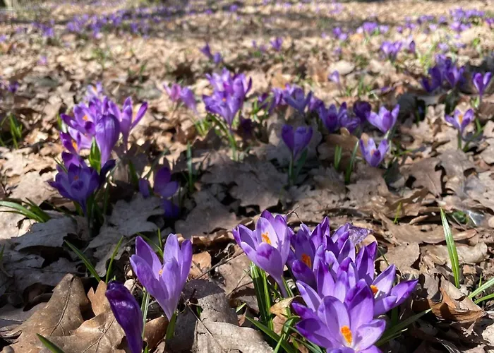 Park House Aparts 公寓